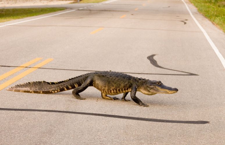 An alligator crossing an empty road to illustrate that road gators are not an endangered species