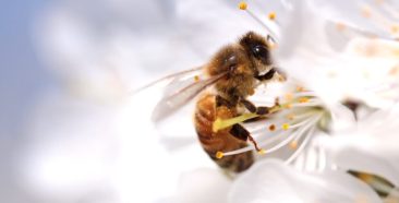 Image of a Spring Has Sprung – How to Reduce the Risk of Bee and Wasp Stings