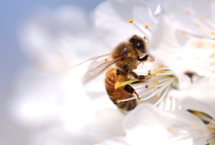 Close up to a bee getting nectar from a Flower and pollinating it