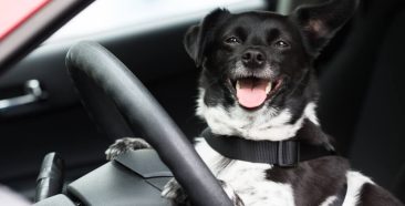 Image of a Paws & Seatbelts: A Guide to Safe Road Trips with Your Four-Legged Friends 