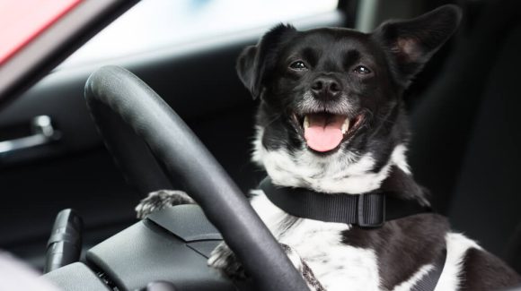 Image of a Paws & Seatbelts: A Guide to Safe Road Trips with Your Four-Legged Friends 