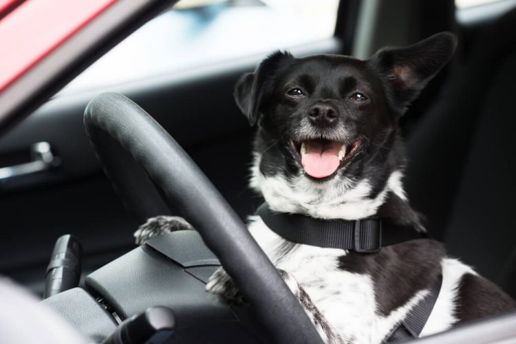 Dog smiling with its seat belt on inside a car in front of the steering wheel - Cheap car insurance