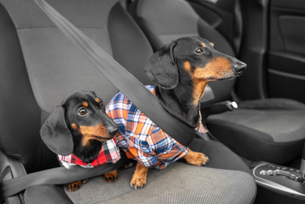 Dachshund dogs sitting in a car with their seat belts fastened - Cheap car insurance