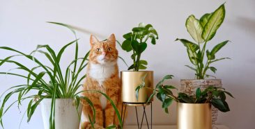 Image of a Protect Your Feline Friend: Understanding Pet Insurance and Cat-Friendly Plants 