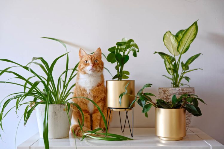 Cat sitting surrounded by potted plants indoors - Cheap Pet Insurance
