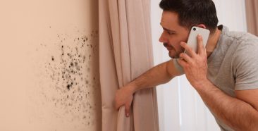 Image of a How Homeowners Insurance Policies Handle Mold Damage 